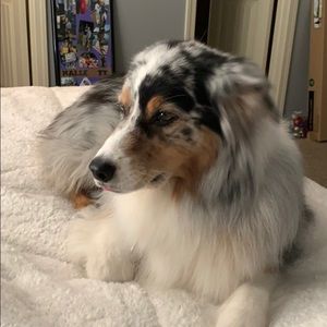 all american eagle shirts 4 for $10 or best offer